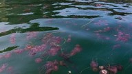 Alarma en Ferrol por la proliferación de anémonas urticantes en aguas de la ría