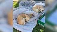 California Rescuers Heartbroken After Finding Three Pups On The Street With Only A Blanket