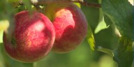 It’s apple season!