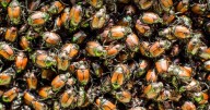 County making progress on Japanese Beetle eradication