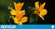 11:26 Chubut será sede del Primer Congreso Binacional de Paisajismo Patagónico: un evento que une naturaleza, turismo y desarrollo