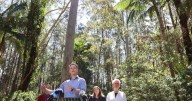 Massive koala park plan to give logging the chop