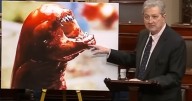 Sen. John Kennedy compares radioactive imported shrimp to 'Alien' monster: 'It will kill you'