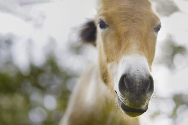 Why are wild horses returning to Spain?