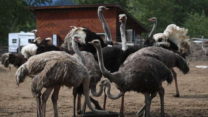 Judge says ostrich cull must be allowed to proceed, rejects B.C. farm’s bid for stay