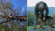 California German Shepherd Vanishes, Then Turns Up 25 Feet Above Ground In The Unlikeliest Spot