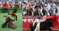 ¡Adiós al maltrato! Corte prohíbe corridas de toros, peleas de gallos y otras prácticas en Colombia