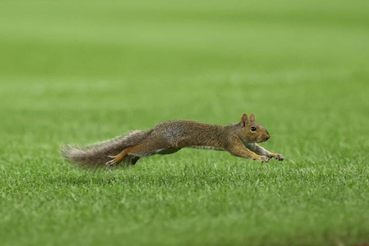 ‘Very mean squirrel’ has sent at least 2 people to the ER in this California city