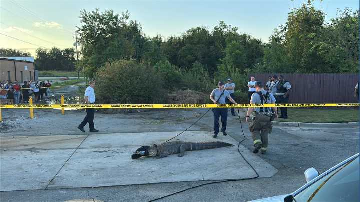 Alligator near Macon McDonald’s parking lot captured Sunday