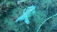 Guardianes del Mar, el grupo de buzos que está cambiando el turismo en el Golfo de Tribugá