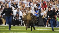 Colorado's live mascot Ralphie VII makes her debut at Folsom Field in front of cheering crowd