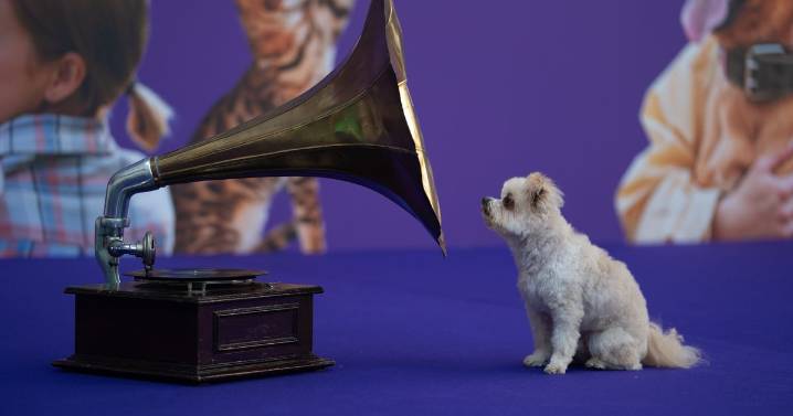 Dancing dogs and boogying birds take over London — Science shows pets have favourite tunes