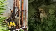California Rescuers Tried To Help This Abandoned Pup, But He Still Wanted His Family To Come Back