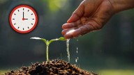 Esta es la mejor hora para regar tus plantas y evitar que se marchiten, según expertos en jardinería