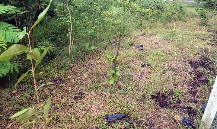 Bhopal News: 'Ek Bagiya Maa Ke Naam'; BMC To Plant 50,000 More Saplings