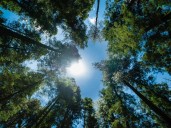 Seguridad ambiental en Michoacán ante una economía insostenible