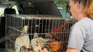Rooster ordinance passes in Lexington