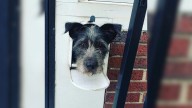 Kentucky Puppy Pokes His Head Out Of Mailbox And Charms All But The Mailman