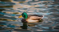 Más de 10 especies de aves que visitan al Parque Central este año