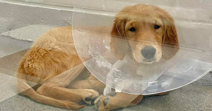 Boston dog owners warned after golden retriever puppies were found sick with Parvovirus