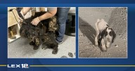 Nonprofit requesting donations, fosters after intake of 2 dogs in 'horrible condition'