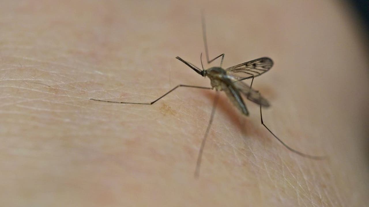 Fall mosquito outlook in Minnesota: What to expect