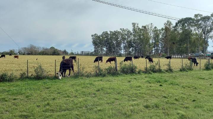 Cambio de escenario para la ganadería: el clima se impone y obliga a replantear estrategias