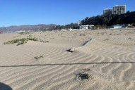 38.5-Acre Dune Restoration Proposed for Santa Monica to Boost Coastal Resilience