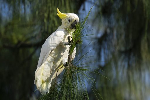 Nest boxes help endangered cockatoos find homes in urban Hong Kong