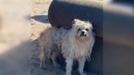 California Rescuers Struggle To Gain Trust Of Lonely Pup Living Miles From Help