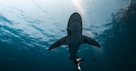 Un tiburón hiere gravemente a un niño de 8 años en los Cayos de Florida