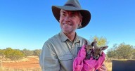 Contradiction of saving one roo while the nation culls millions