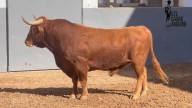 VÍDEO | Los Jandillas que este martes lidiarán Luque, De Justo y Rufo en Albacete