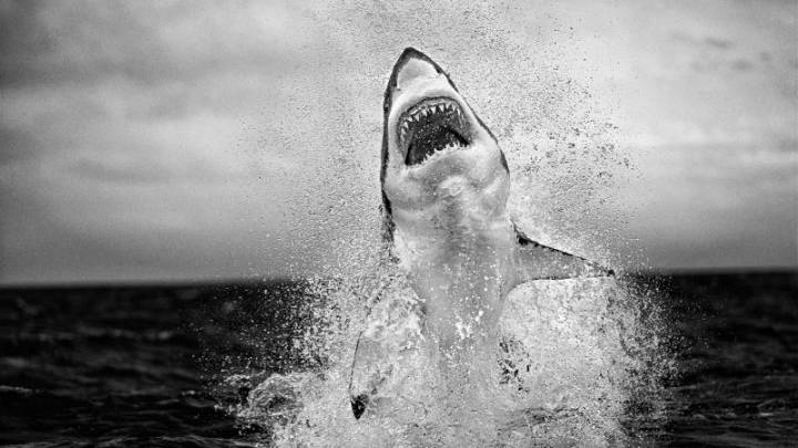 Why the ‘Air Jaws’ photographer is rewilding land in Africa