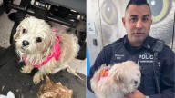 New York Police Officer Gives A Forever Home To A Pup He Saved From Cold Waters Of East River