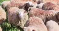 Frente común de las comunidades autónomas ante la nueva política agraria