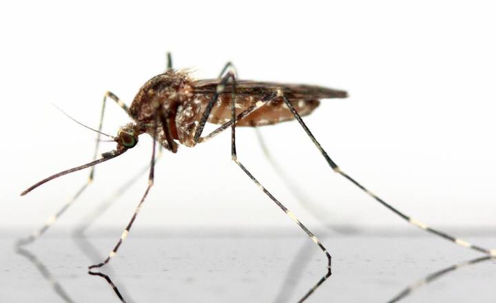 Additional West Nile Virus sample identified in East Providence