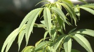 Cornbread Hemp sues Tennessee, sparking out