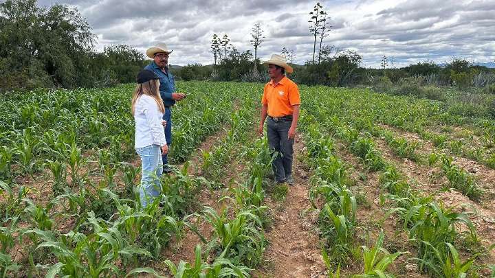 Prohíben 35 plaguicidas altamente tóxicos en la agricultura