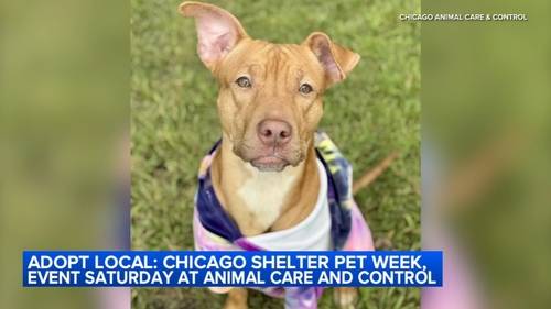 'Adopt Local: Chicago Shelter Pet Week' event to be held Saturday at Chicago Animal Care and Control, 2741 S. Western Ave.