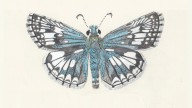 Book Review: ‘Butterflies of the Bay Area’ by Liam O'Brien