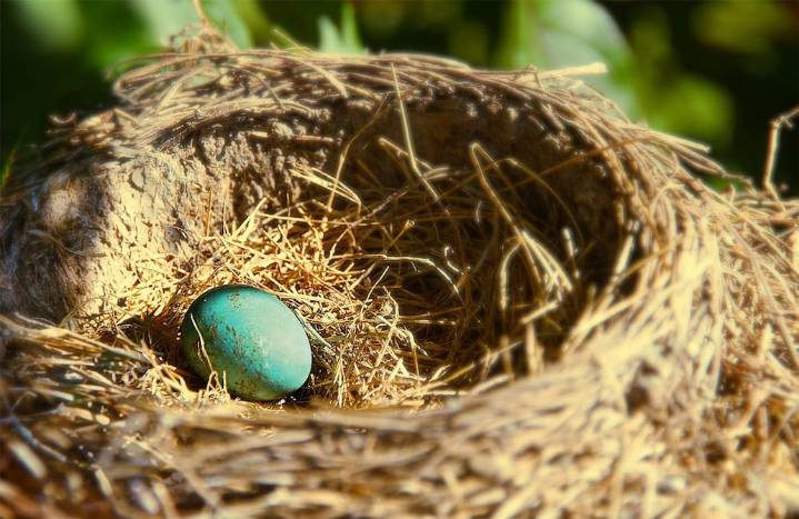 El nido de pájaro más grande del mundo pesa dos toneladas y está en Florida: Cada temporada la pareja de aves regresa para reforzarlo y expandirlo