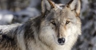 Colorado wolf that died in May was likely hit by a car, USFWS investigation finds