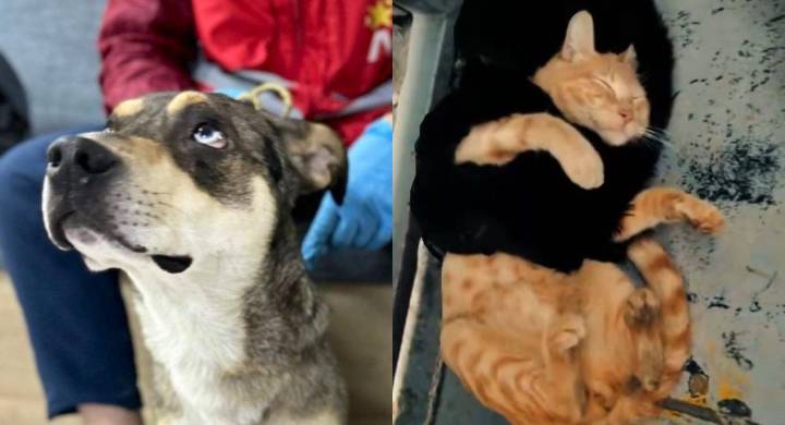 Perro y gato explotados en TransMilenio fueron rescatados por las autoridades: eran usados para mendigar