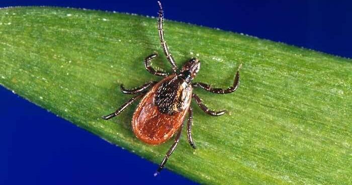 Illinois resident contracts tickborne illness Powassan, first case detected in state