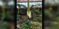 Causing a big stink: Fans await opening of UNC Charlotte corpse flower