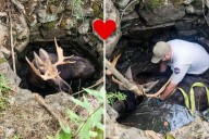 How Maine Game Wardens Rescued A Moose From A Well