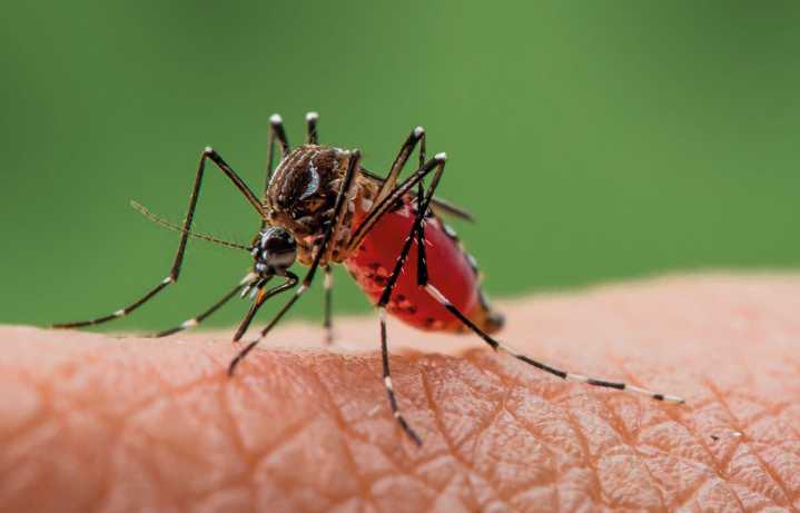 OPS pide reforzar control vectorial de chikunguña: Más de 200 mil casos en América Latina