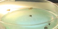 Chatham, Bryan Co. residents warned to take precautions against mosquito bites due to virus