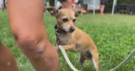 The rescue dog that runs ultramarathons